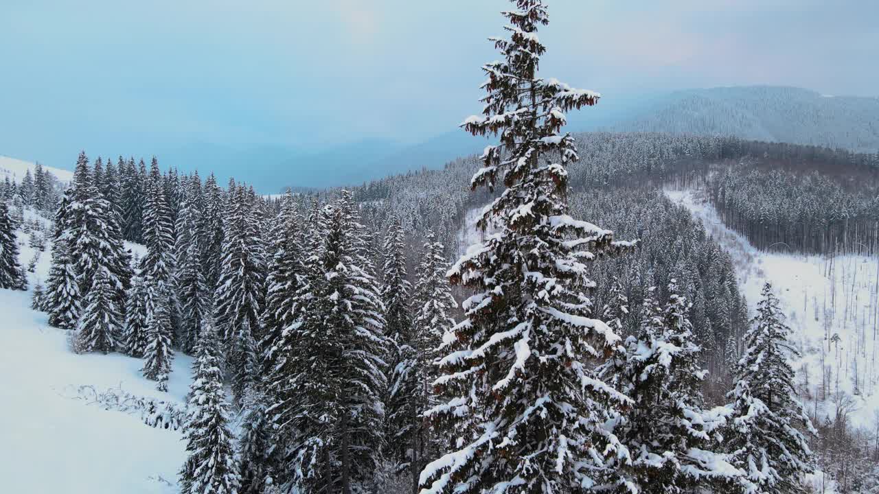 令人惊叹的冬季景观与松树的雪覆盖森林在寒冷的雾山在日出。视频素材