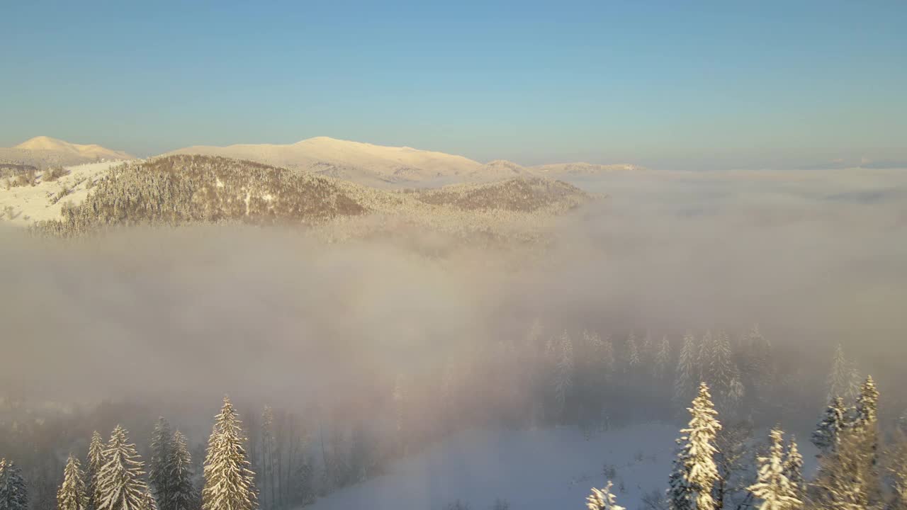 令人惊叹的冬季景观与松树的雪覆盖森林在寒冷的雾山在日出。视频素材