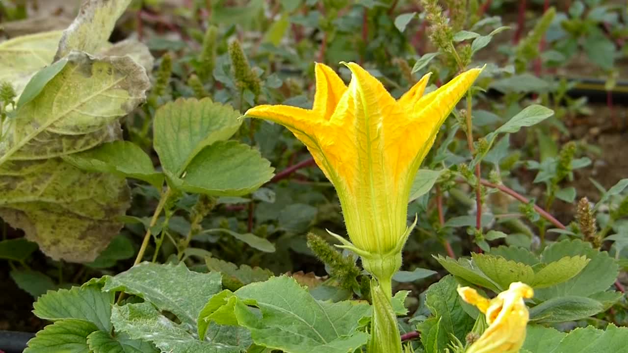 特写黄色南瓜花在露天花园，视频素材