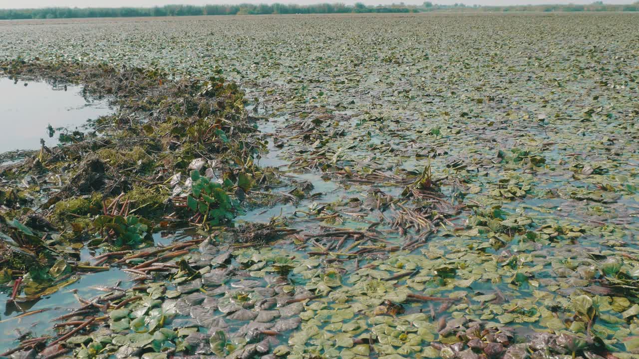 多瑙河三角洲的水植被田视频素材