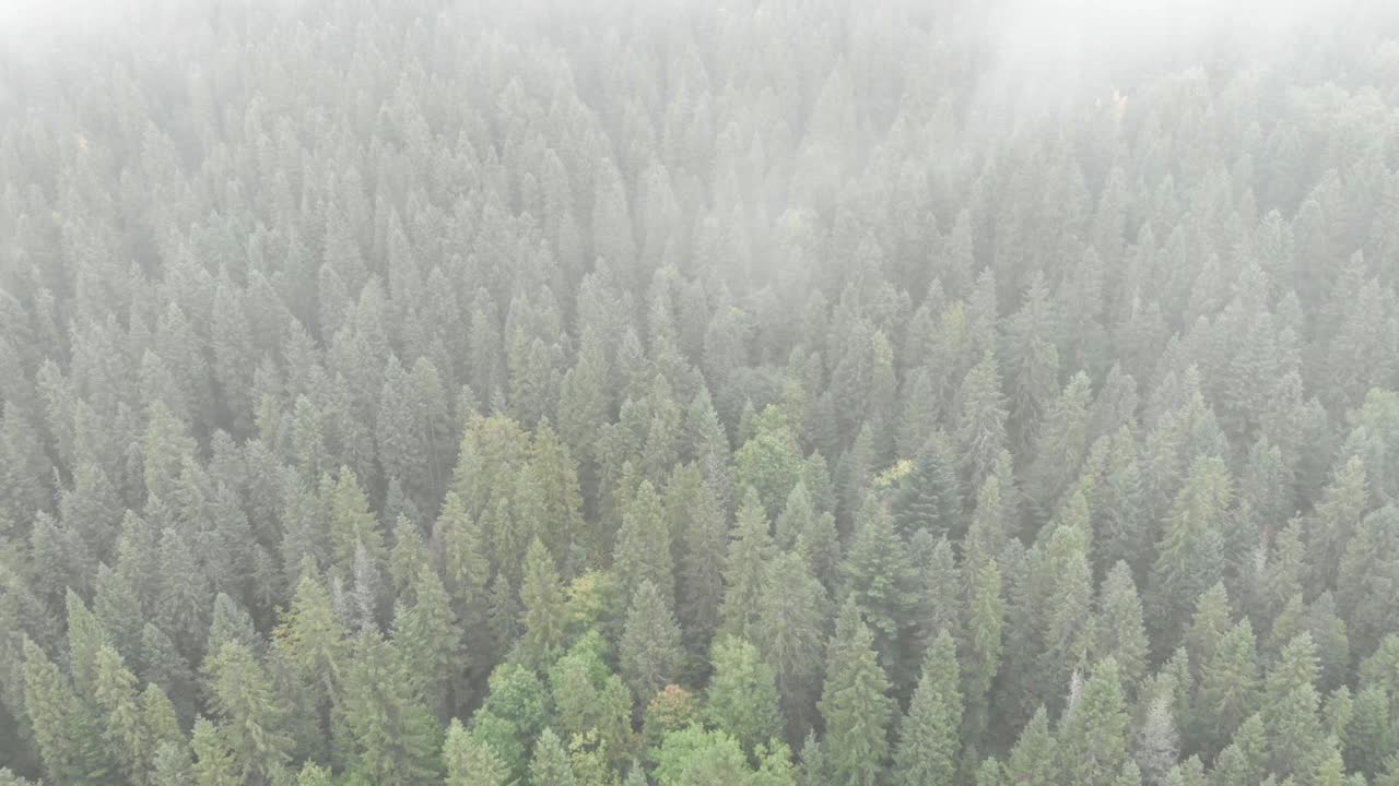 山上有翠绿的松树。山地森林景观。秋天雾中美丽的绿色森林。早上山。野生自然视频素材