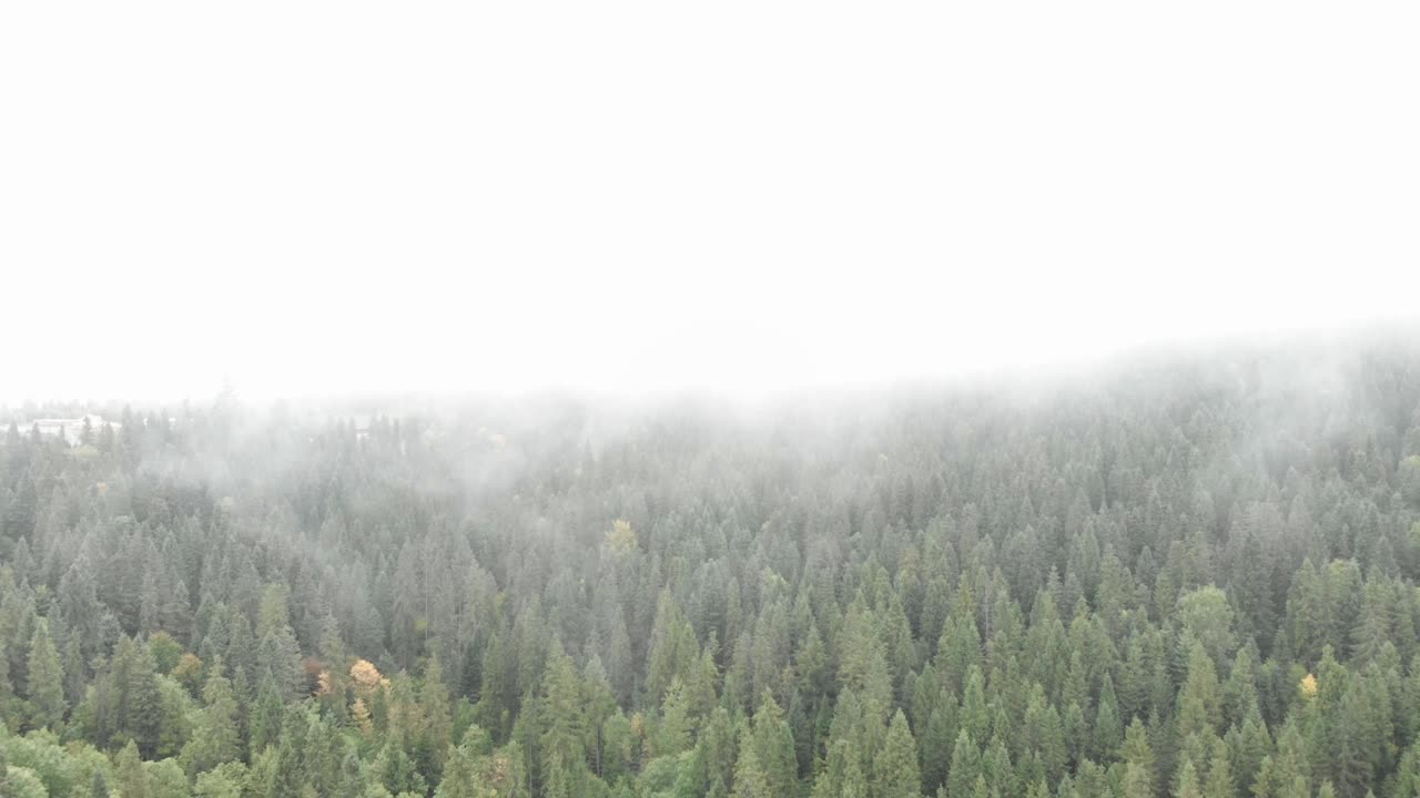 山的风景。松木在雾蒙蒙的雨天早晨。美丽的自然景观。雾笼罩着森林密布的山腰。喀尔巴阡山脉的秋天视频素材