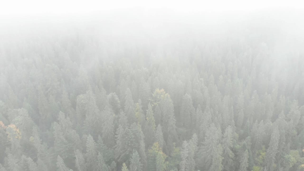 多雾的山。在秋天的早晨，青翠的松林。雾中美丽的山景。山上有松树林。野生自然视频素材