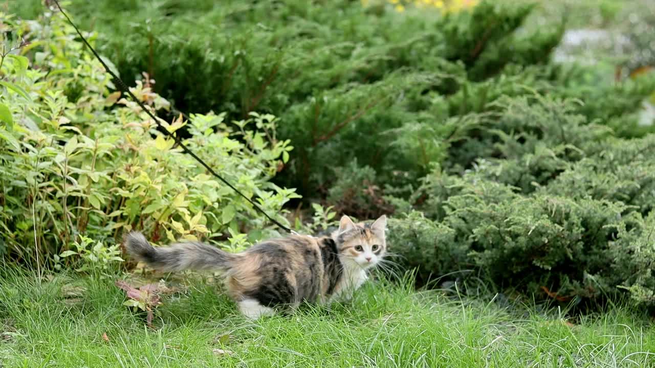 用皮带牵着的宠物猫视频下载