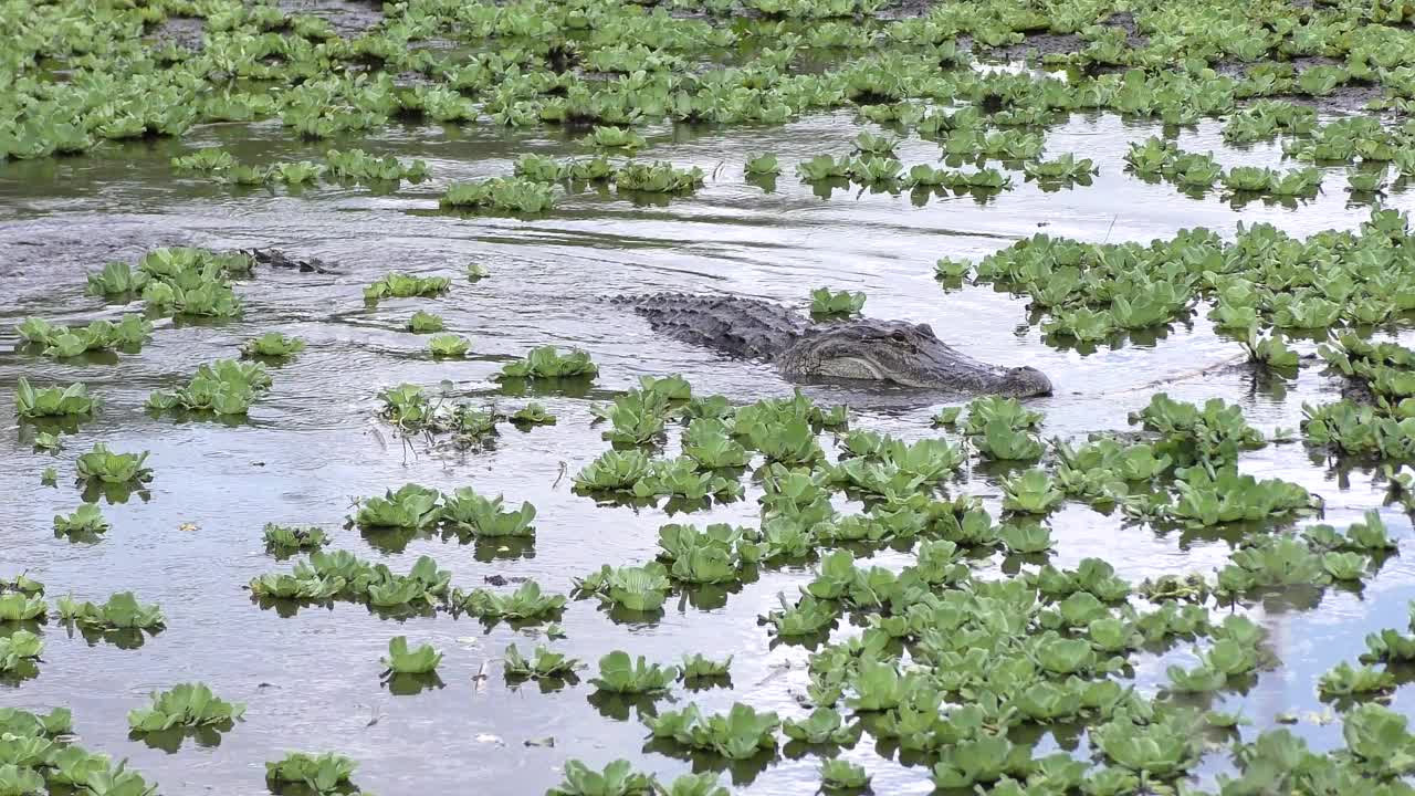 佛罗里达池塘里的大短吻鳄视频素材