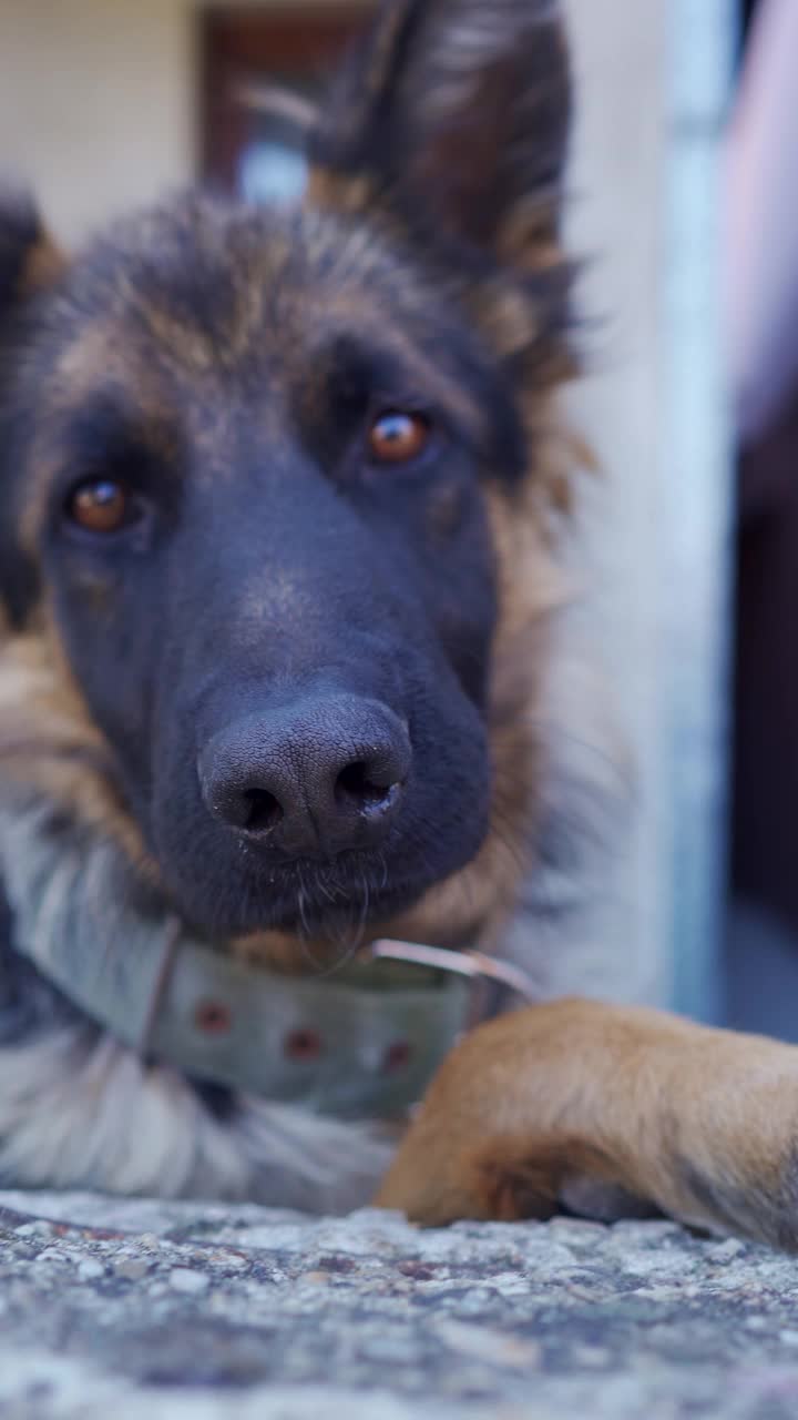 愤怒的看门狗，一只德国牧羊犬视频素材