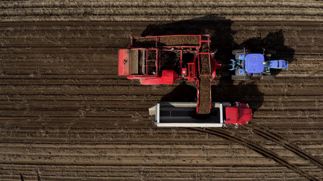 收获新鲜马铃薯的拖拉机、卡车和农业机械的鸟瞰图视频素材
