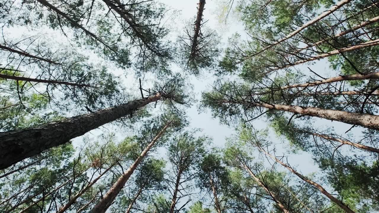 从松林下到天空，移动相机拍摄视频素材