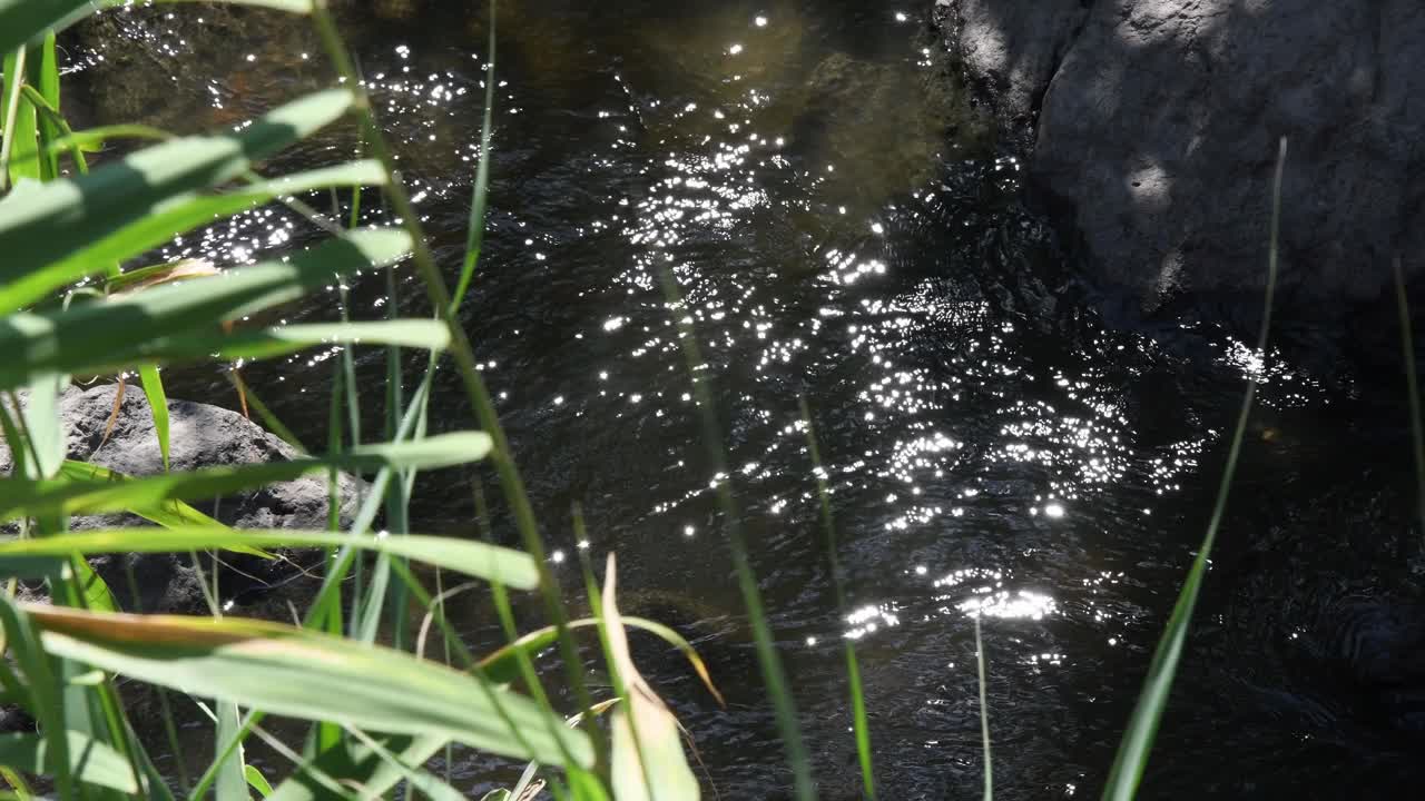 山溪，散焦的芦苇随风摇曳，阳光照射在清澈的水面上视频素材