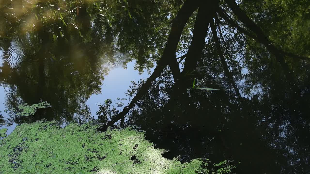 平静的淡水湖表面与水黾作圆周视频素材