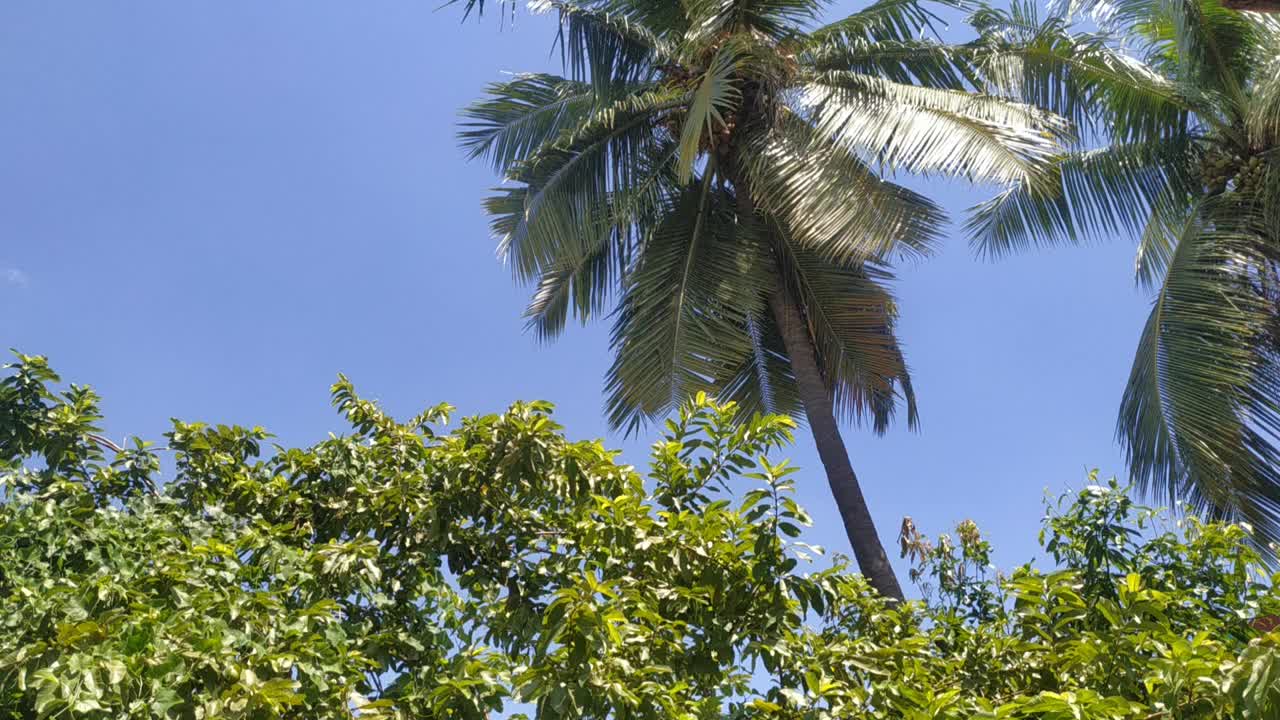 绿色植物和美丽的自然景色视频素材