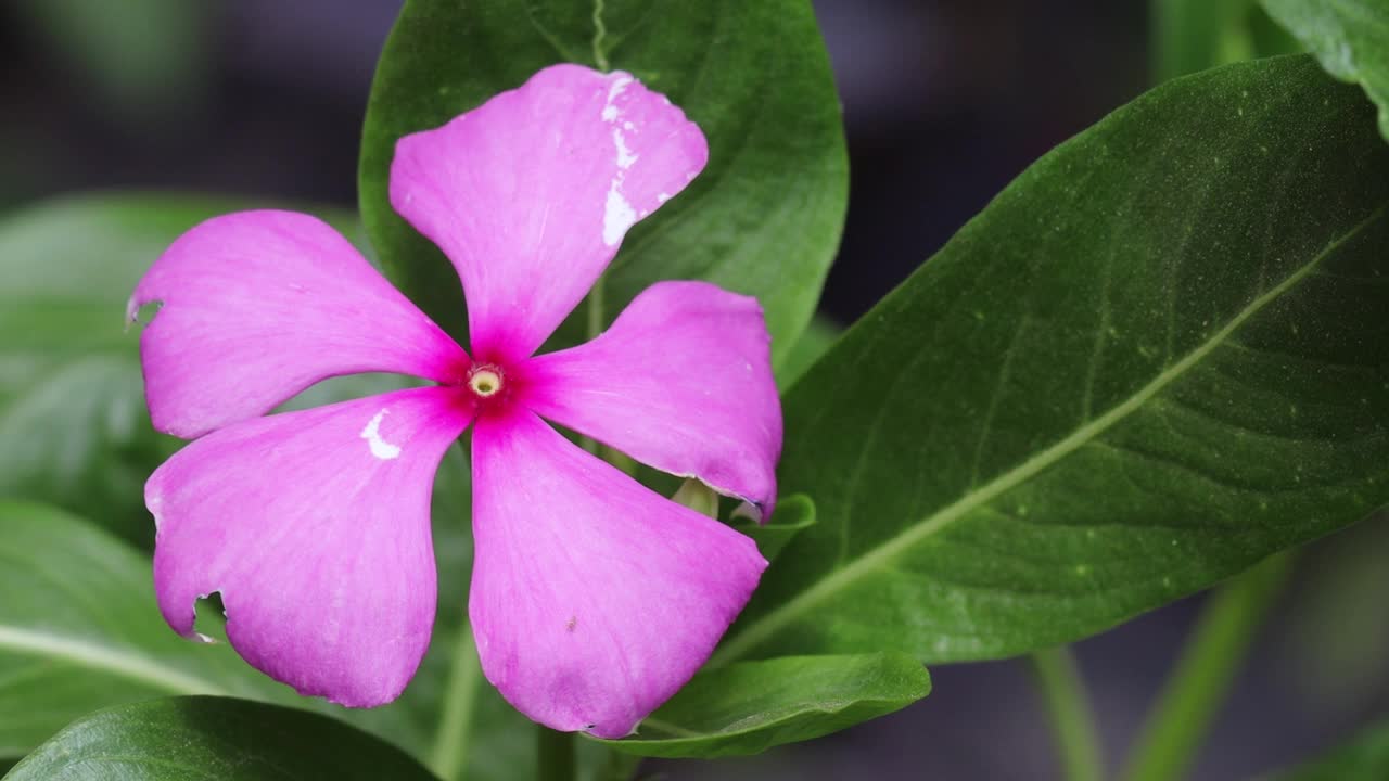 粉红色的常青花在春天的花园里盛开。蔷薇花是公园里的常青花。蔷薇常绿花冠视频素材