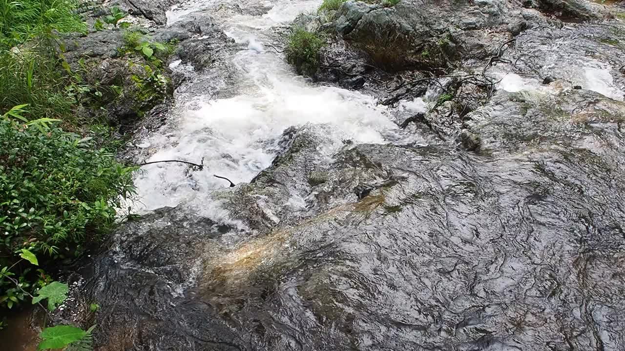 雨林里流动的溪水视频素材