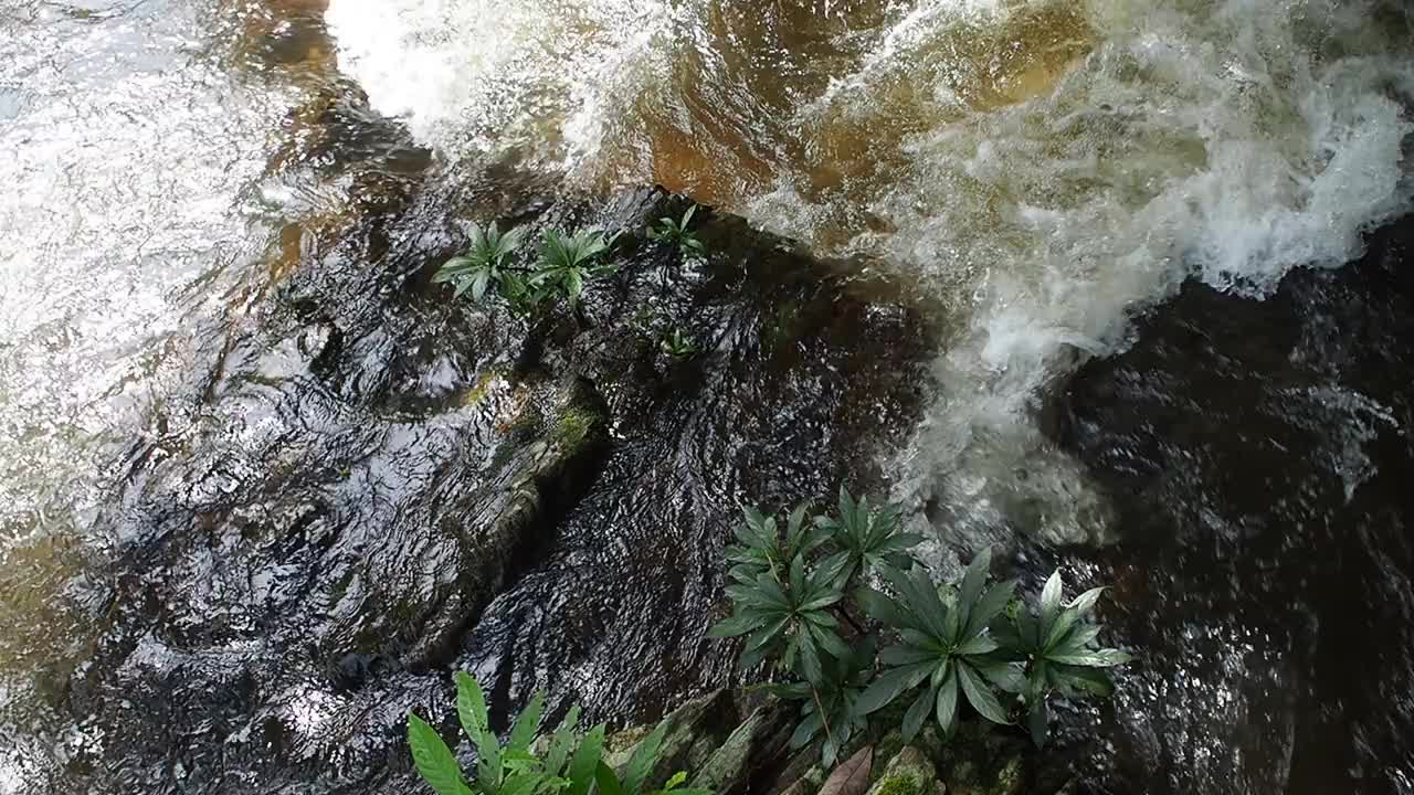 雨林里流动的溪水视频素材