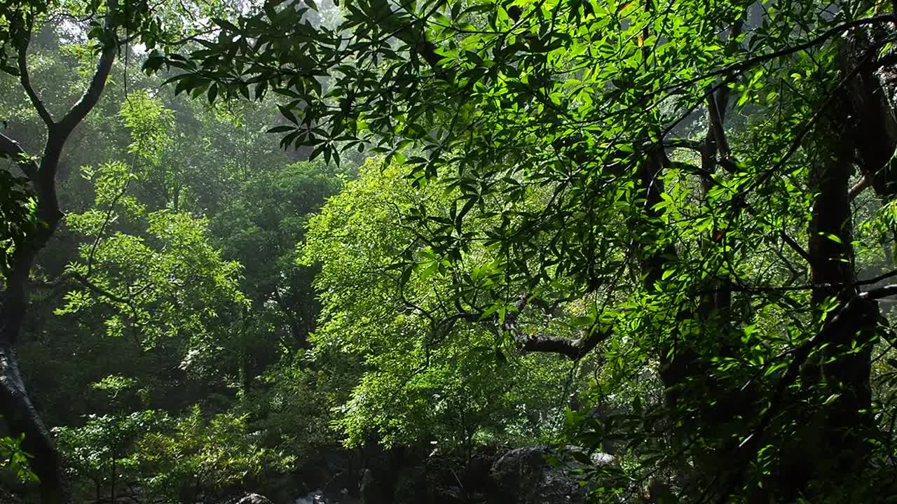 热带雨林、泰国视频素材