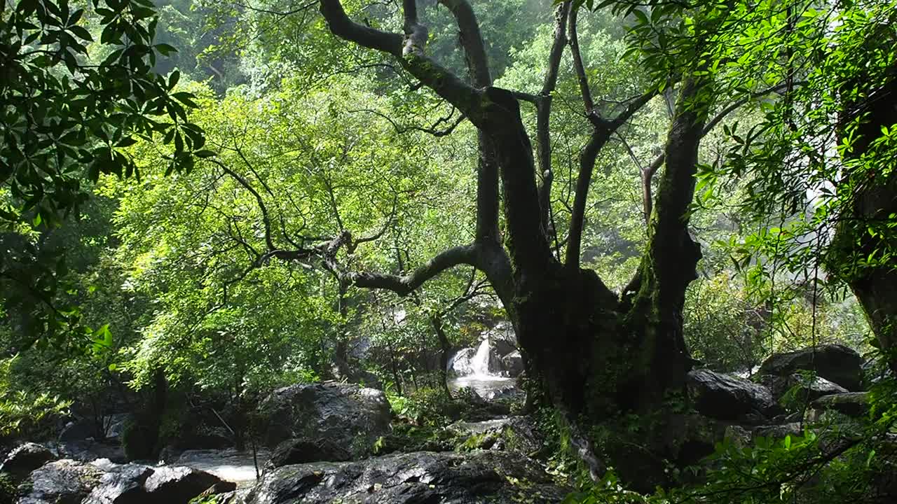 热带雨林、泰国视频素材