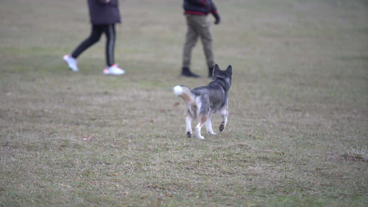 大自然中美丽的西伯利亚哈士奇视频素材