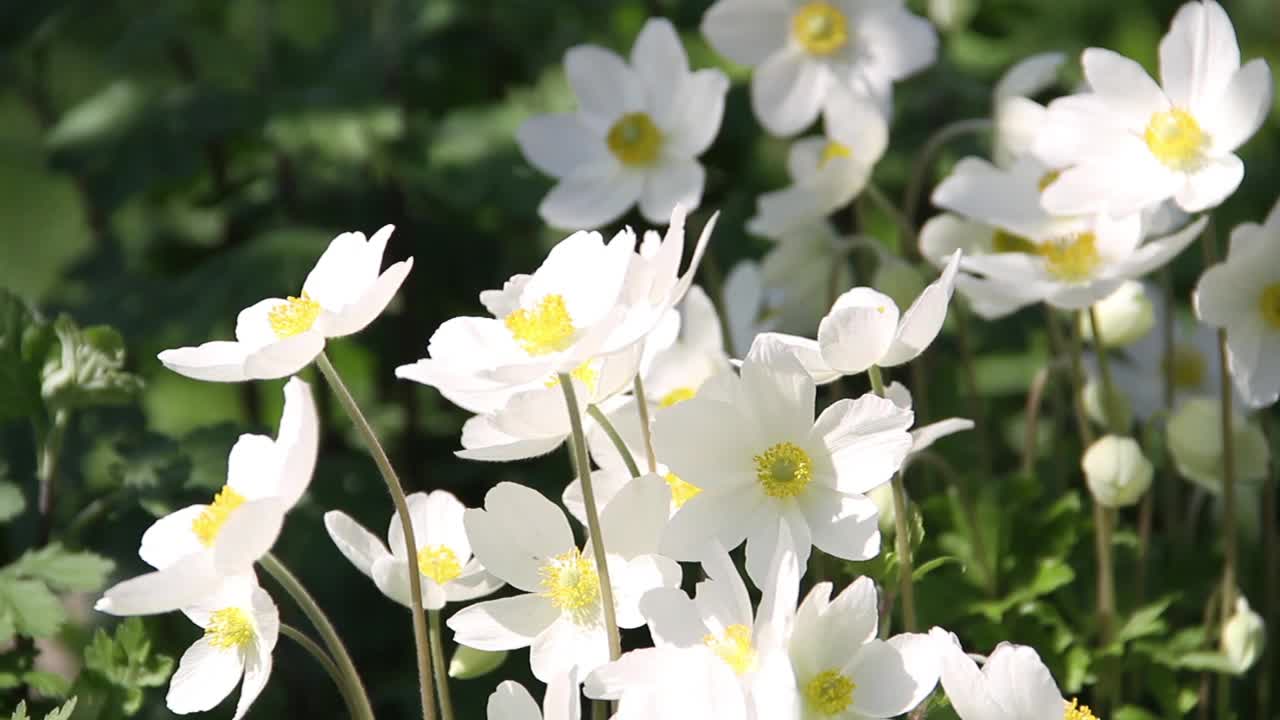 在阳光明媚的日子里，白色的银莲花在风中摇曳视频素材