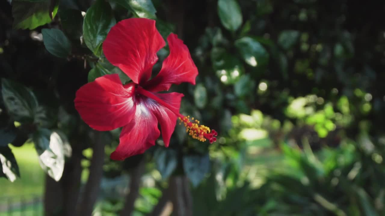 《花园中的一棵树的红花》视频素材