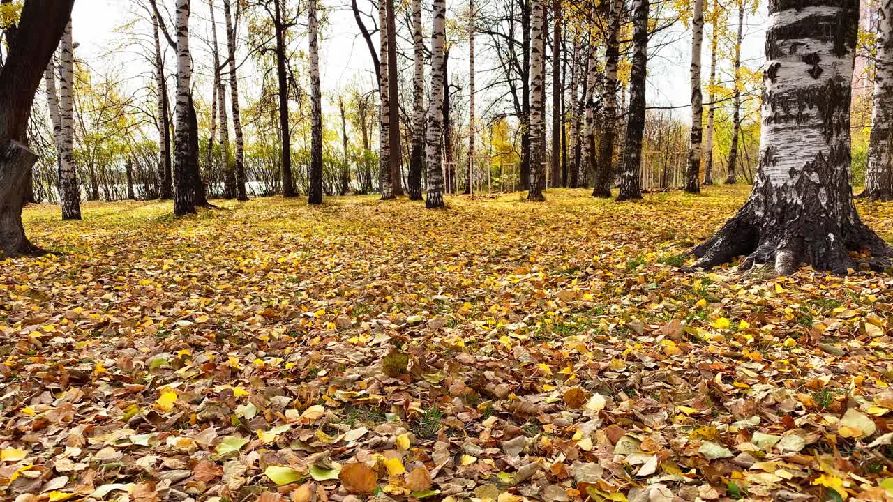 秋天的风景与黄叶。金色的叶子从树上飘落在地上。桦林视频素材