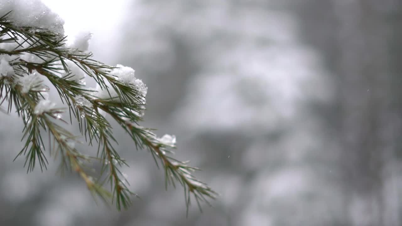 在印度喜马偕尔邦的马纳里，在降雪期间，森林里松树树枝上的雪架聚焦拍摄。下雪的时候，重点从松树的树枝转向森林。视频素材