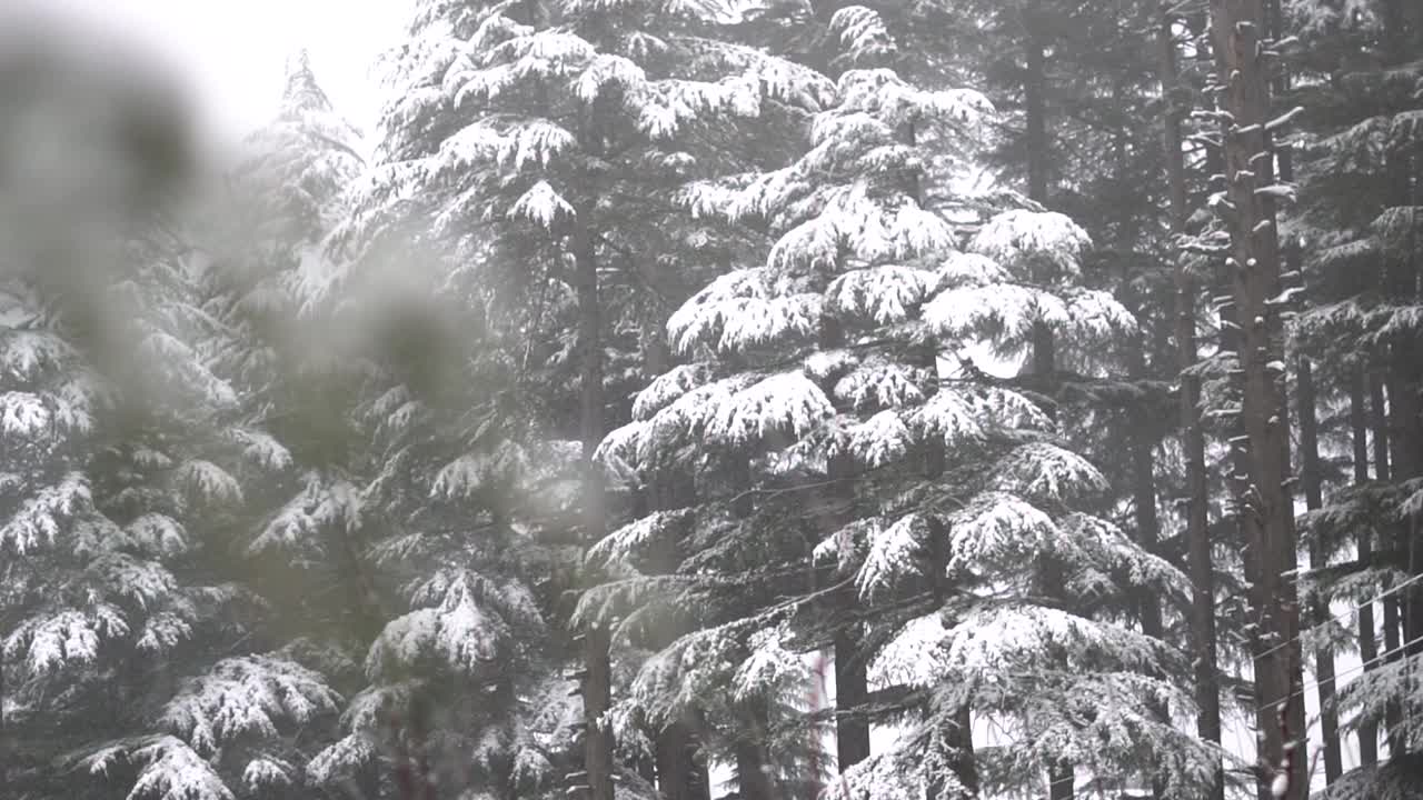 在印度喜马偕尔邦的马纳里，冬天下雪时，森林中被雪覆盖的松树的景色。冬天森林里的雪。视频素材