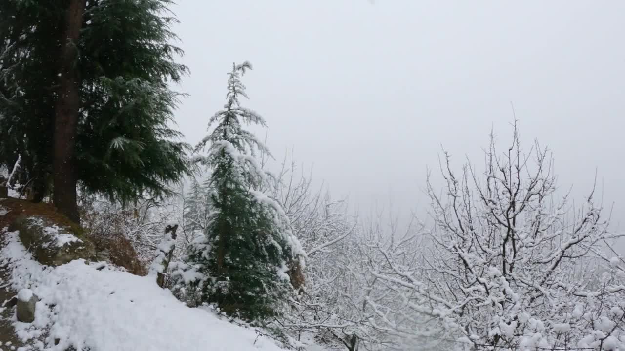 印度喜马偕尔邦的马纳里，冬天下雪时，森林里被雪覆盖的苹果树。冬天森林里的雪。视频素材