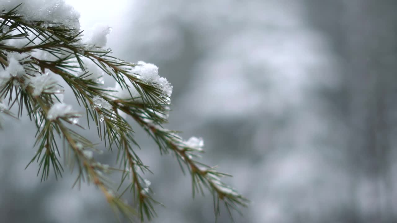 印度喜马偕尔邦的马纳里，大雪过后松树树枝上的雪的特写镜头。圣诞背景云杉树枝被雪覆盖。圣诞装饰的概念视频素材