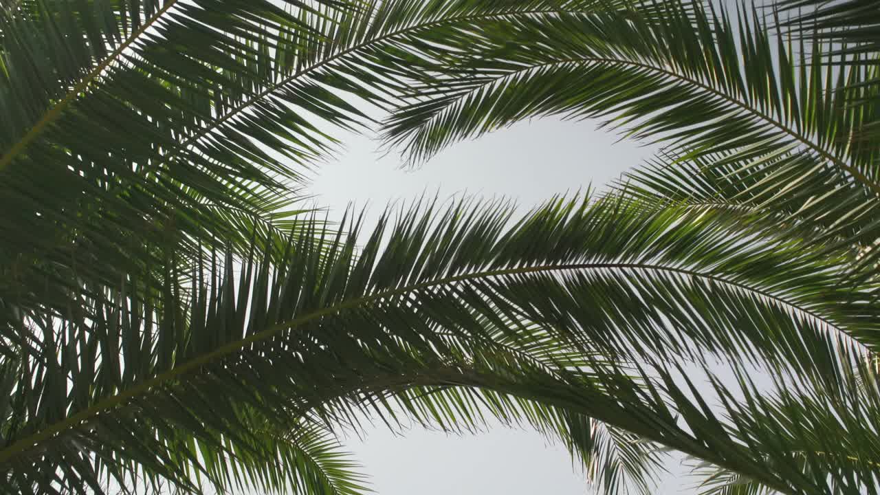 抬头看，棕榈树的叶子在微风中缓缓移动，背景是清澈的蓝天视频素材