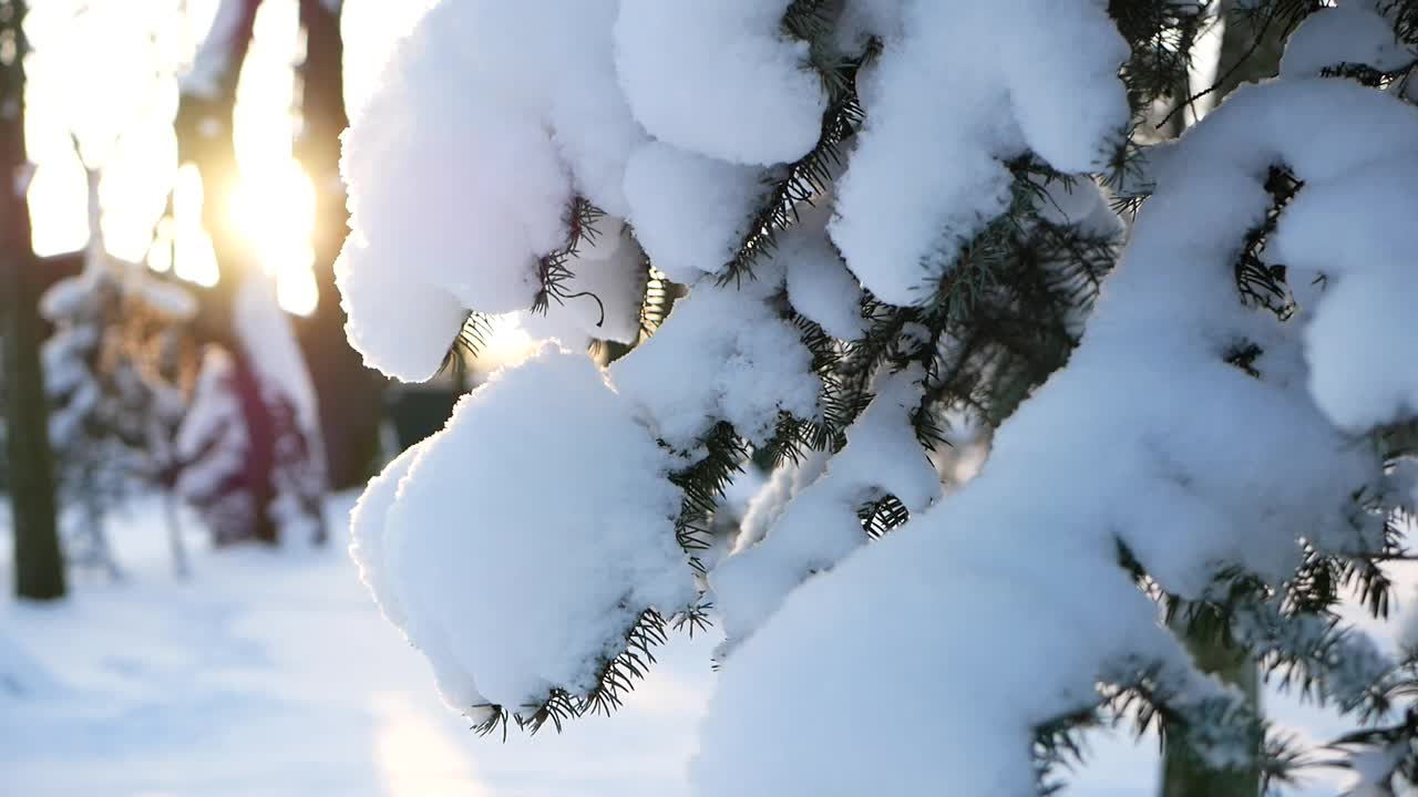 冬天的风景——公园里白雪覆盖着美丽的树木，覆盖着白霜。视频素材