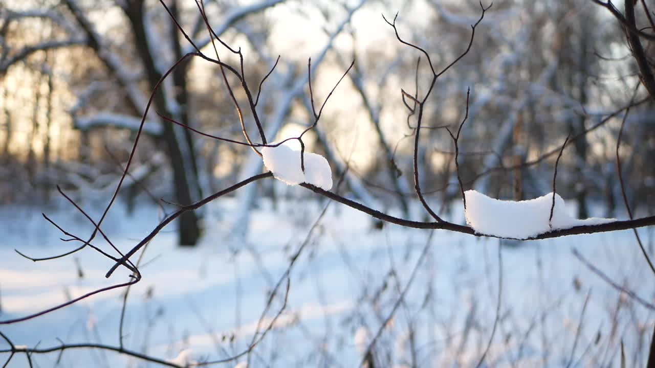 冬天的风景——公园里白雪覆盖着美丽的树木，覆盖着白霜。视频素材