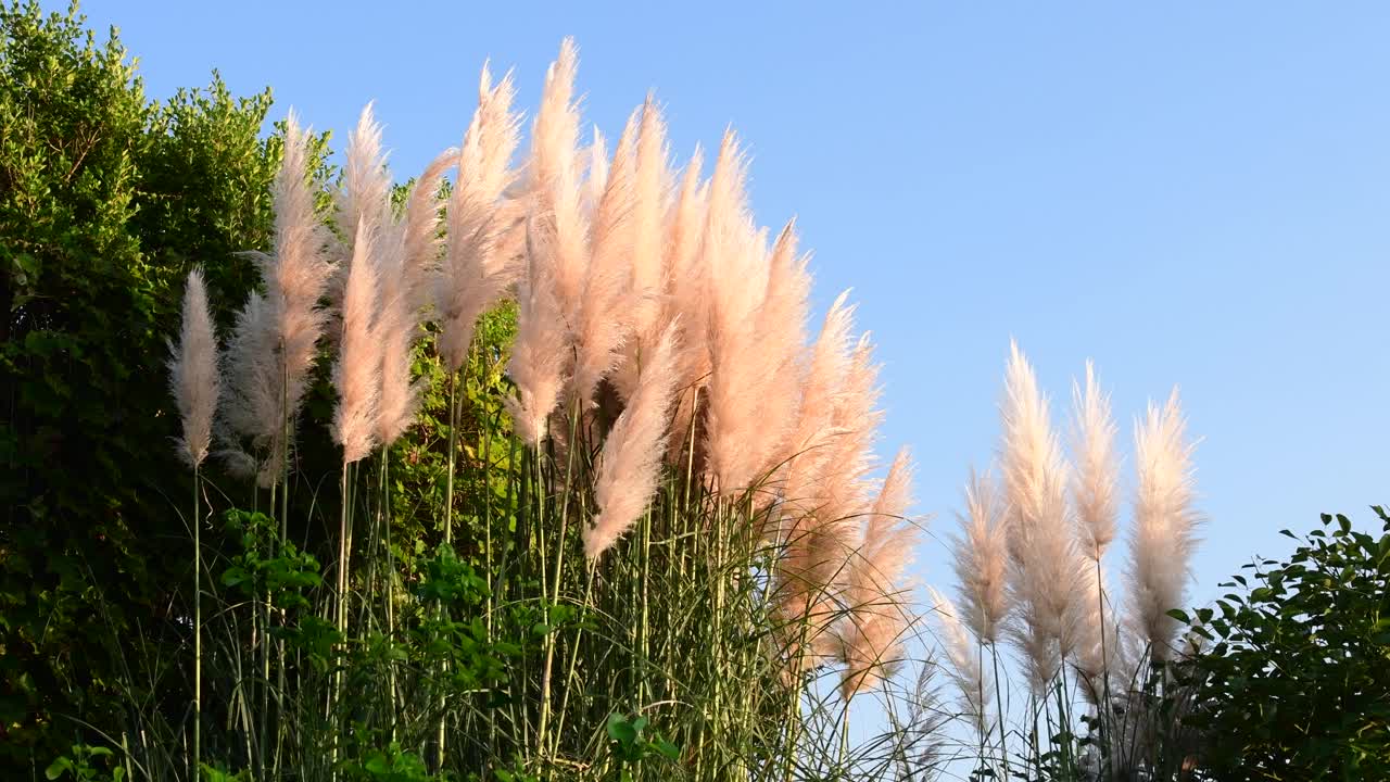 蒲苇在风中摇曳视频素材