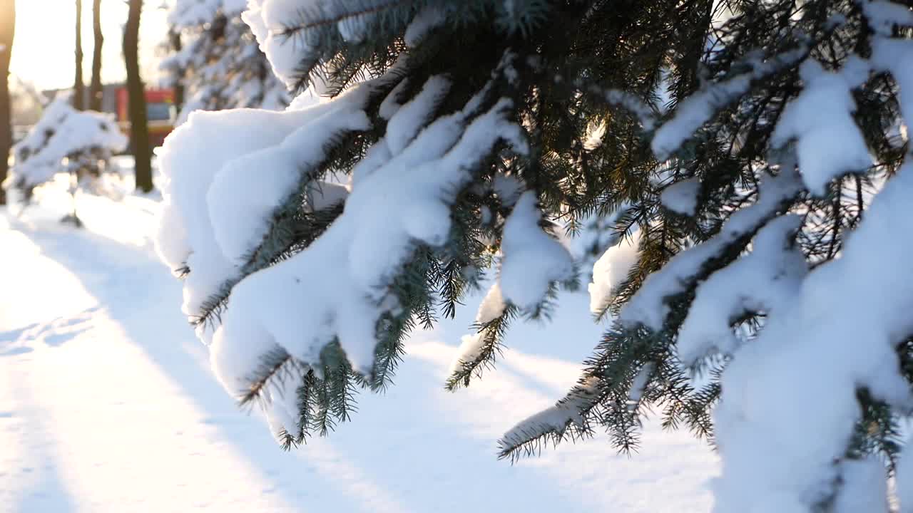 冬天的风景——公园里白雪覆盖着美丽的树木，覆盖着白霜。视频素材