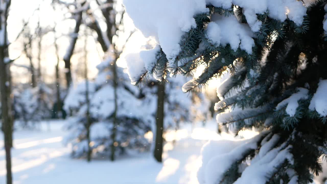 冬天的风景——公园里白雪覆盖着美丽的树木，覆盖着白霜。视频素材