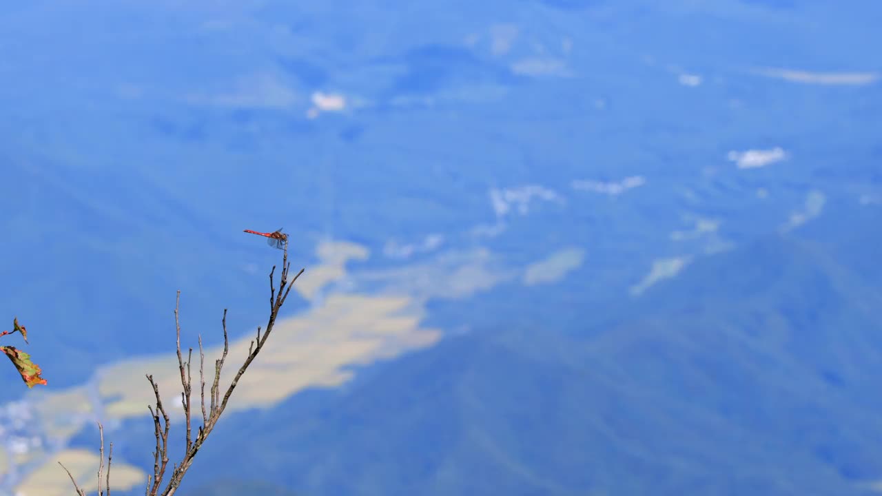 一只蜻蜓在山上的一棵树上休息视频素材