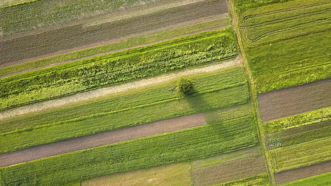 鸟瞰图绿色的农田，在播种季节后新鲜的植被。视频素材