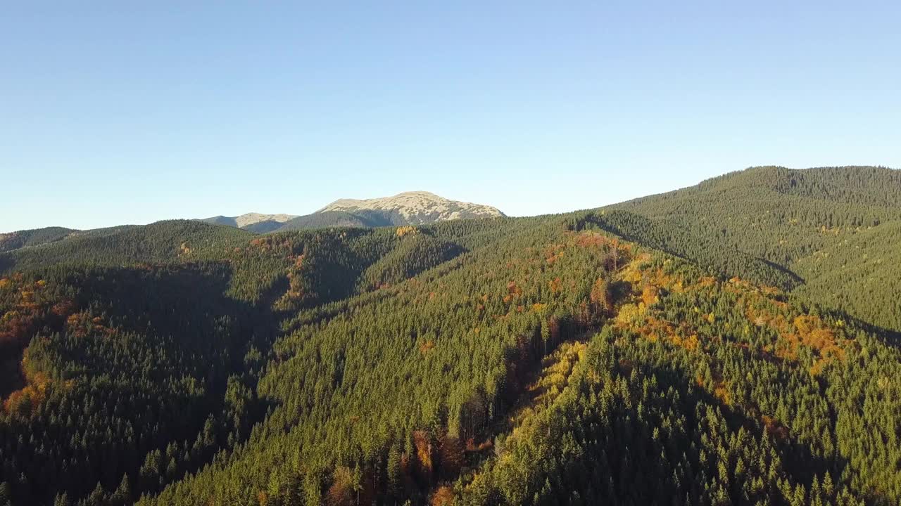 鸟瞰秋天的山景常绿的松树和黄色的秋天森林与雄伟的山脉在远处。视频素材