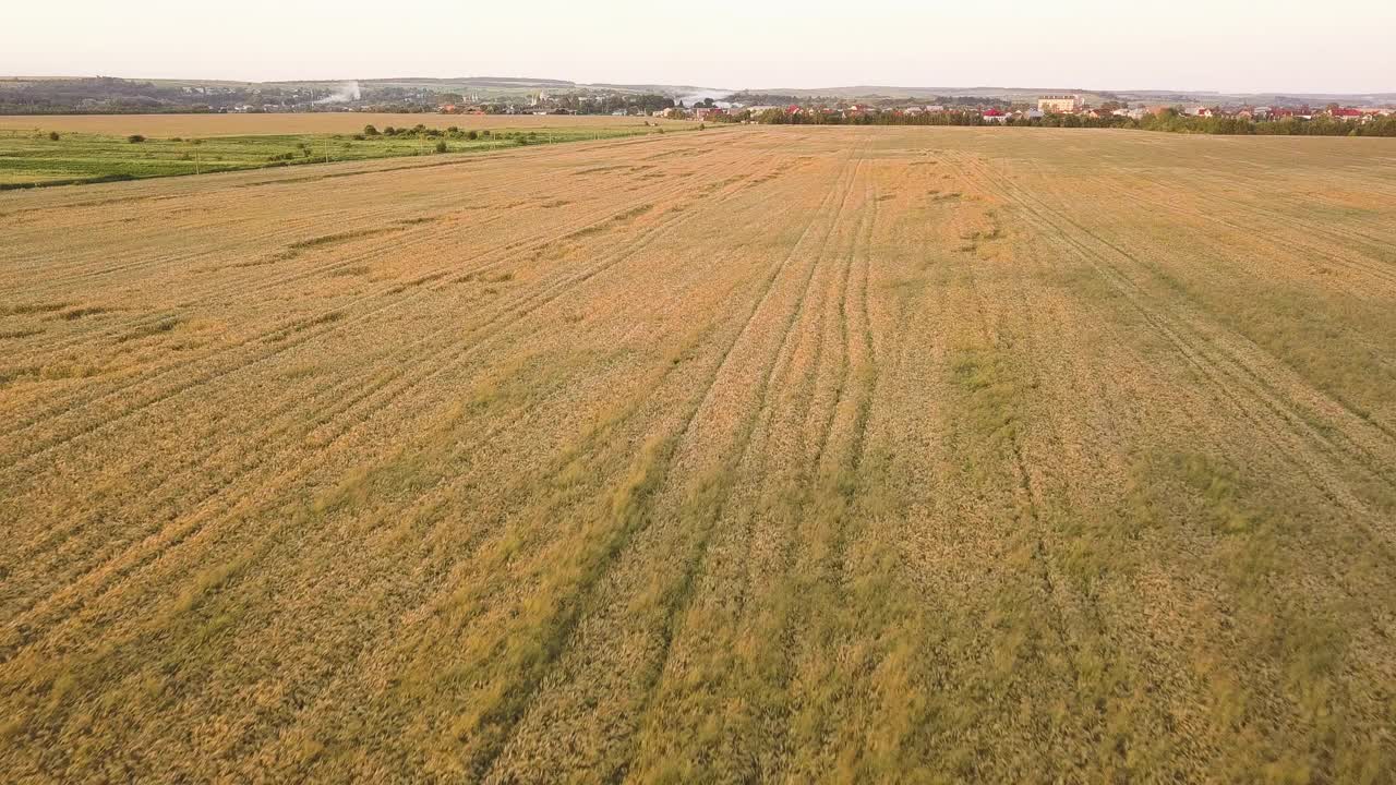 鸟瞰图，成熟的农田准备收获，倒下的小麦被风吹碎。农作物受损和农业失败的概念。视频素材