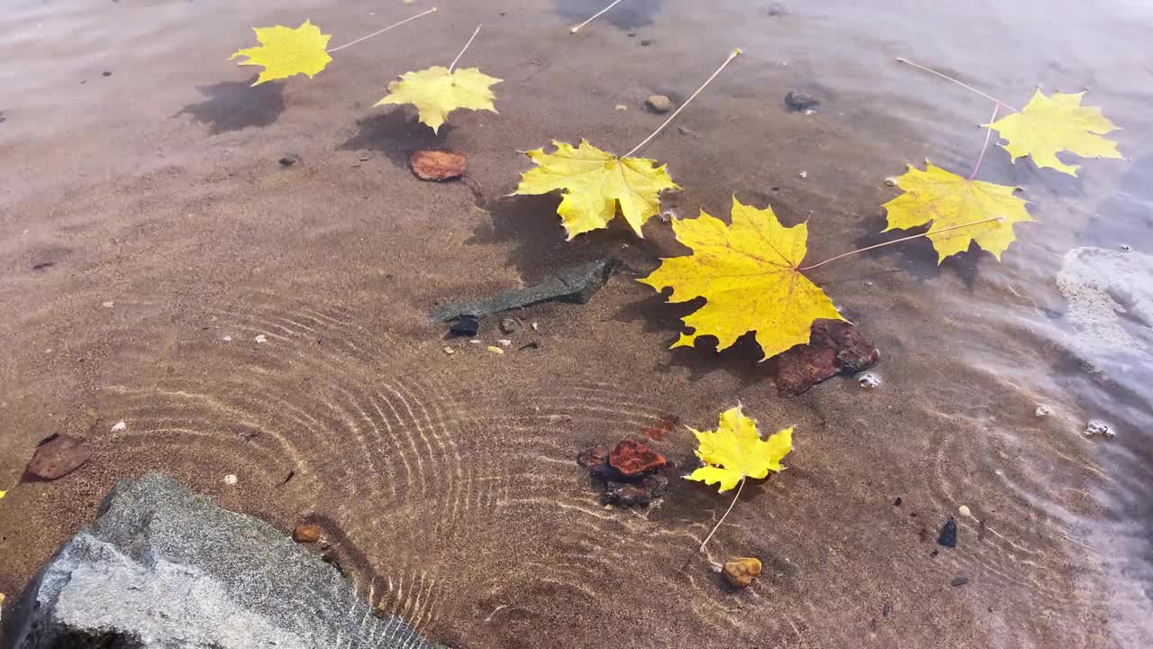 秋天作文用黄色的枫叶。落在水中的金叶视频素材