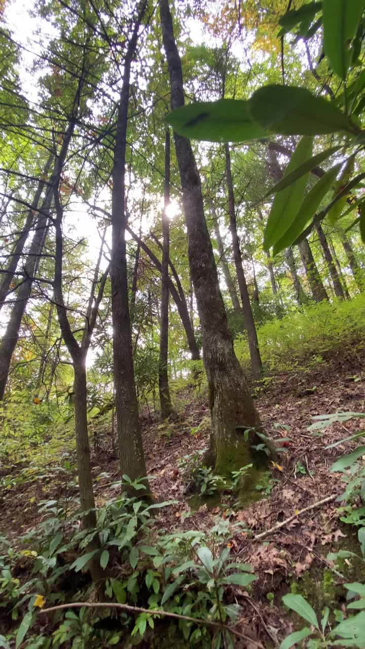 在阳光透过树木的森林里徒步旅行视频下载