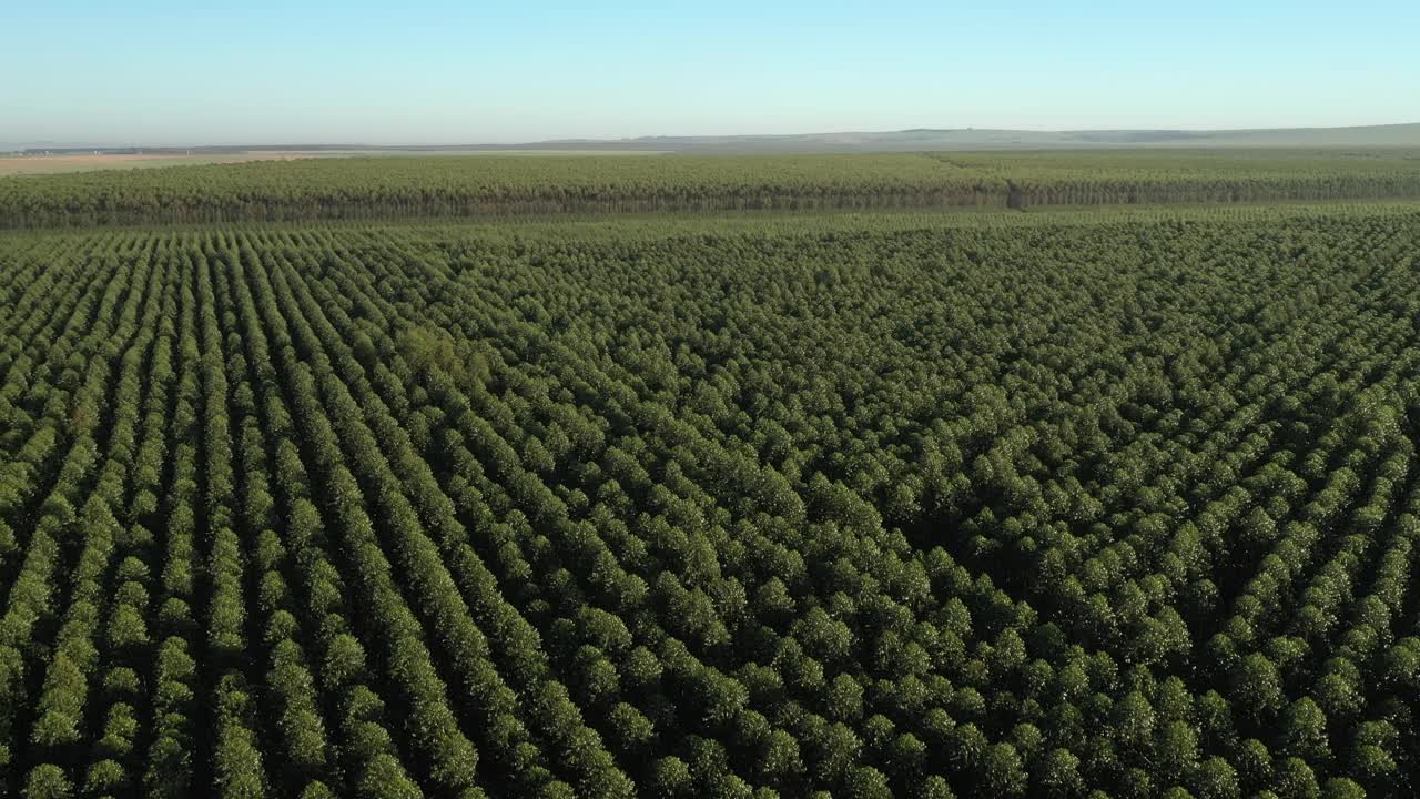 巴西阳光明媚的一天桉树种植园-鸟瞰图-纤维素纸农业视频素材