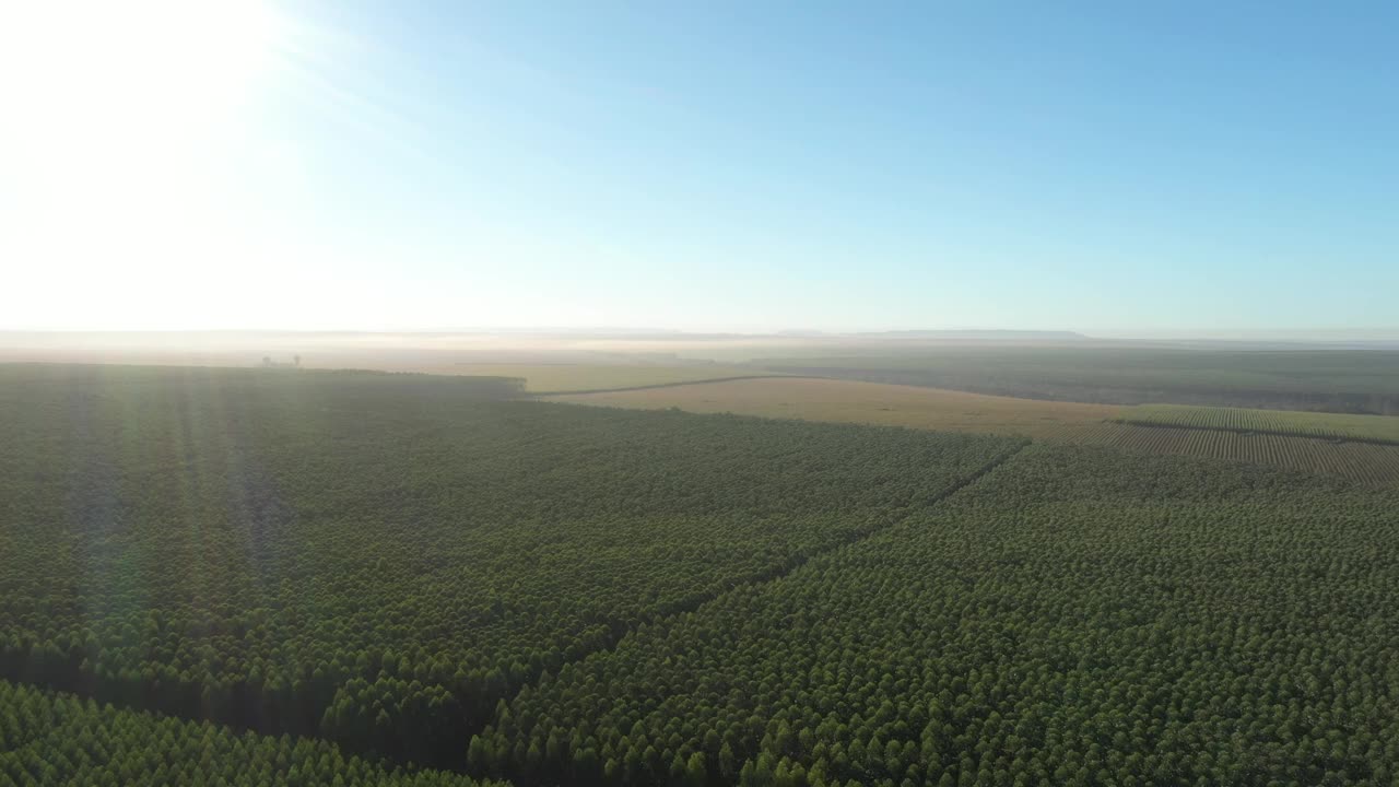 巴西晴天里的桉树种植园-纤维素纸农业视频素材