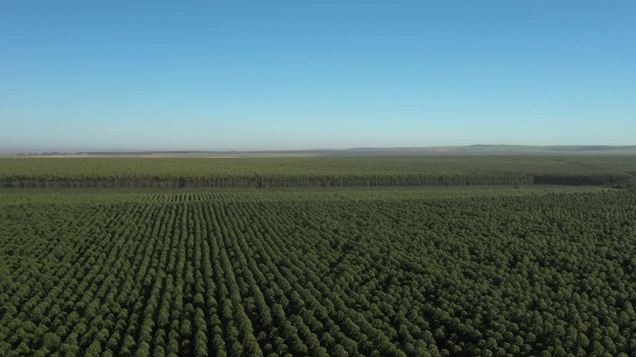 巴西晴天里的桉树种植园-纤维素纸农业视频素材