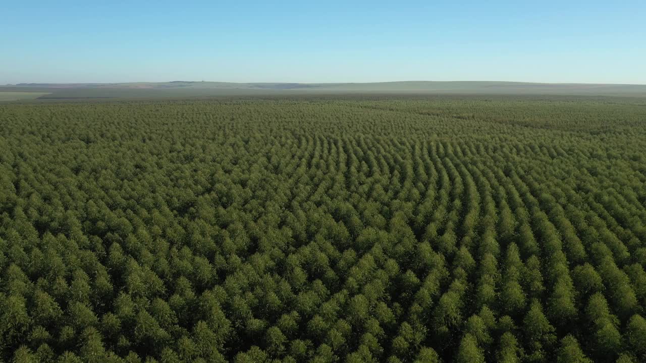 巴西晴天里的桉树种植园-纤维素纸农业视频素材