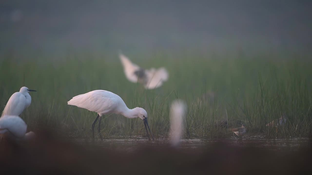 欧亚琵鹭在湿地捕鱼视频素材