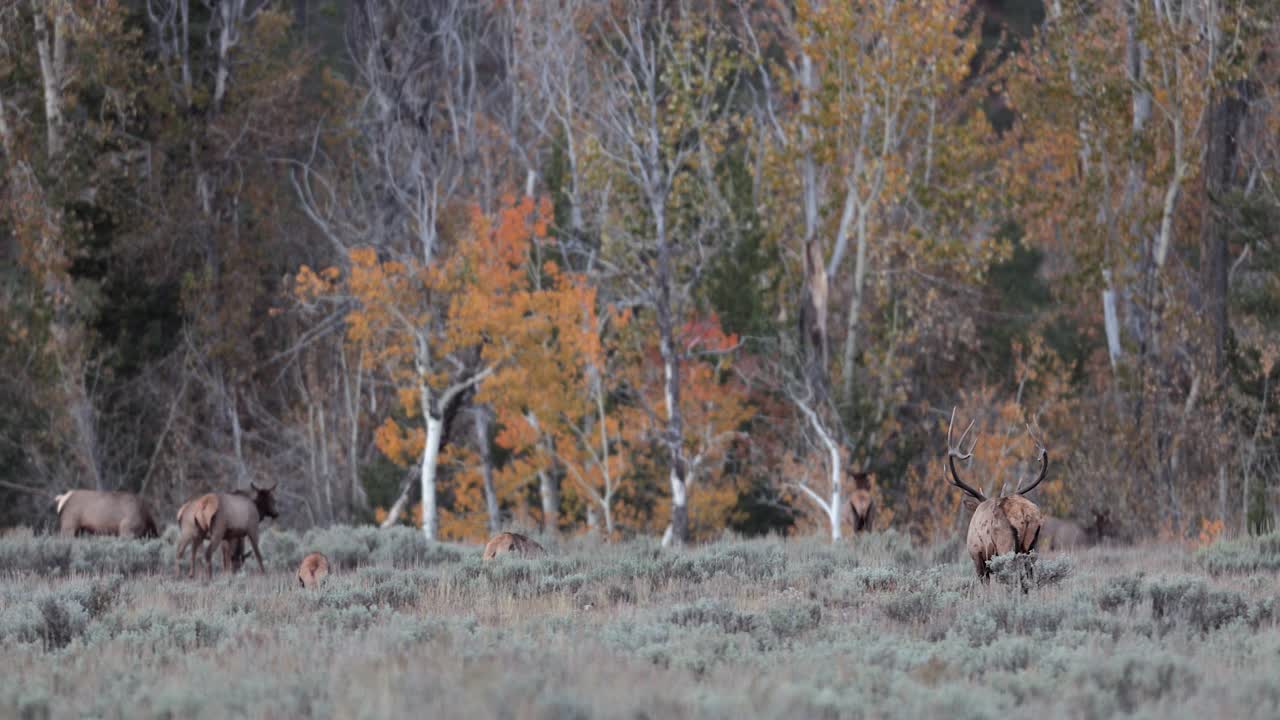 WS 4K拍摄了一只巨大的公麋或马鹿(Cervus canadensis)在日出时发出的喇叭声，他跑向相机视频素材