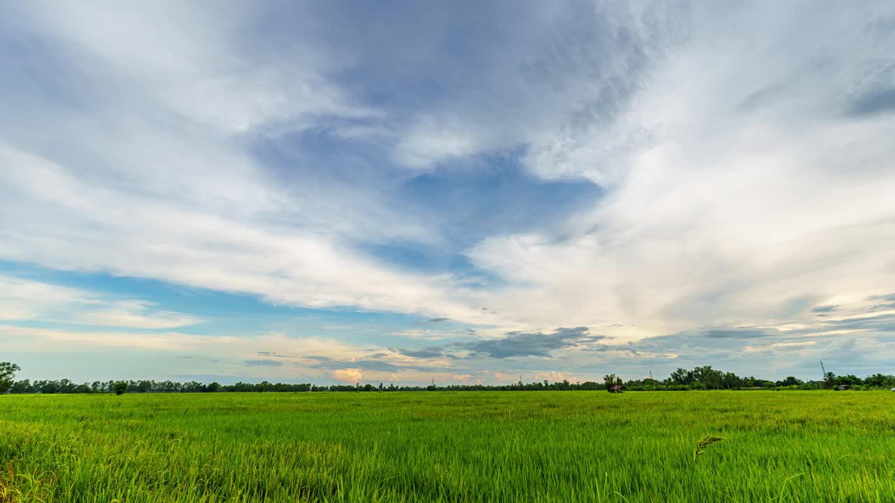 4K Time lapse of Scenic view landscape of green Rice In The Field grass with Field cornfield or In Asia country agricultural harvest with fluffy clouds blue sky sunset background. 4K Time lapse of Scenic view landscape of green Rice In The Field grass with Field cornfield or In Asia country agricultural harvest with fluffy clouds蓝色天空日落背景。视频素材