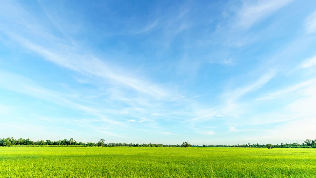 4K Time lapse of Scenic view landscape of green Rice In The Ears of The Field grass with Field cornfield or In Asia country agricultural harvest with abstract with white clouds bright blue sky background. 4K Time lapse of The Ears of green Rice In The Field grass with Field cornfield or In Asia country agricultural harvest with white clouds bright blue sky背景。视频素材