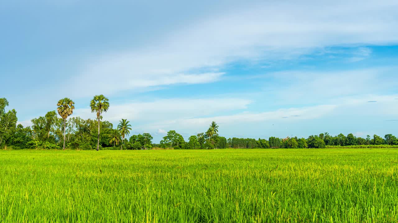 4K Time lapse of Scenic view landscape of green Rice In The Ears of The Field grass with Field cornfield or In Asia country agricultural harvest with abstract with white clouds bright blue sky background. 4K Time lapse of The Ears of green Rice In The Field grass with Field cornfield or In Asia country agricultural harvest with white clouds bright blue sky背景。视频素材