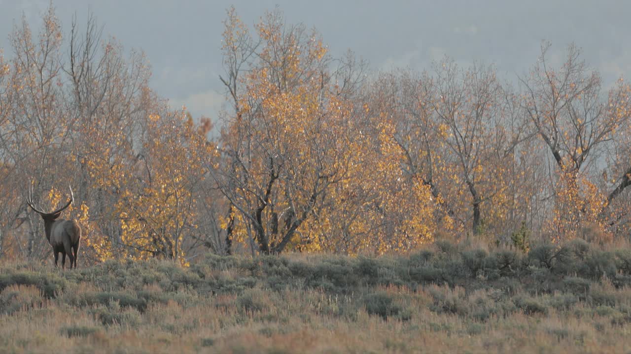 WS 4K拍摄了一只巨大的公麋或马鹿(Cervus canadensis)在日出时发出的喇叭声，他跑向相机视频素材